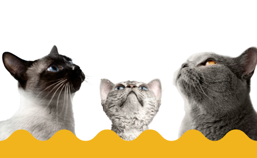 Mobile Banner